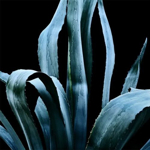 Agave Americana par Thomas Balaÿ Photographe - Galerie d'art Patrick Gutknecht